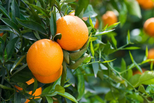 Zesty